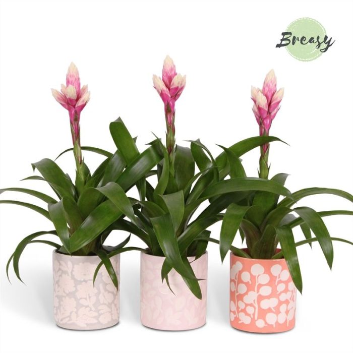Guzmania Rockyflower Candy - 13cm in Sevilla | Mimesis, D 12