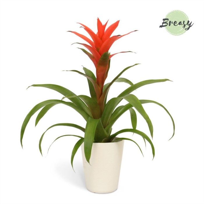 Guzmania Suerte Salmon - 13cm in Florence | Mimesis, D 12