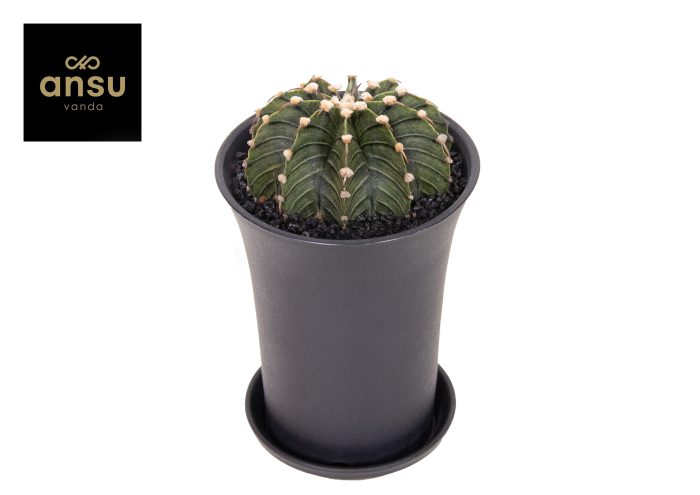 Gymno Cactus 'Green Stripe' XL, D 10