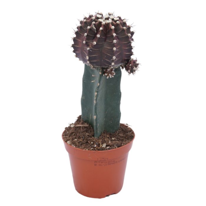 Gymnocalycium geënt zwart 8,5 cm, D 8,5