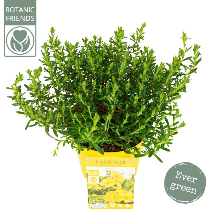 Halimium 'April Sun' ®, D 15