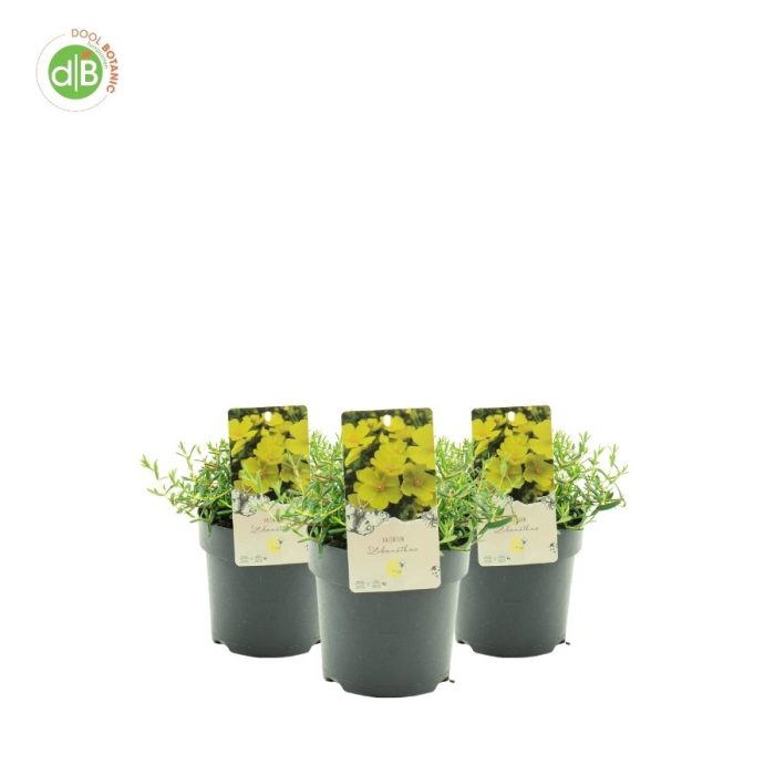Halimium 'Libanotis', D 15