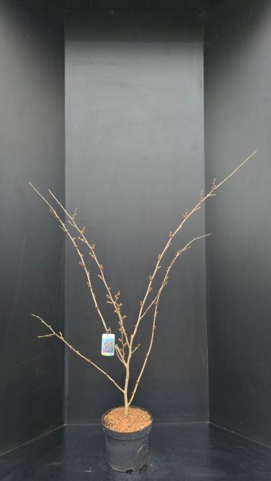 Hamamelis x intermedia 'Feuerzauber', D 29