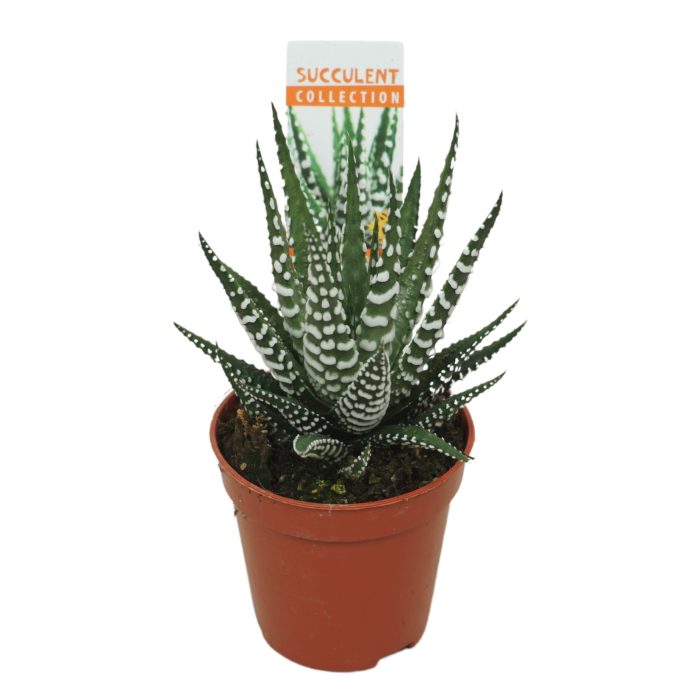 Haworthia big band 5,5 cm met etiket, D 5,5