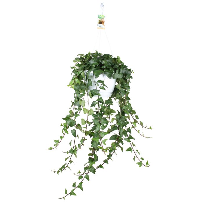 Hedera helix Mein Herz - hang/XXL, D 24