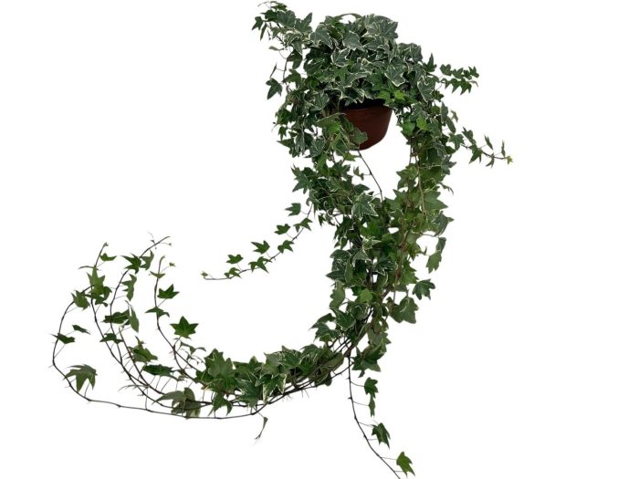 Hedera helix witbont lange plant - lengte 70 cm., D 13