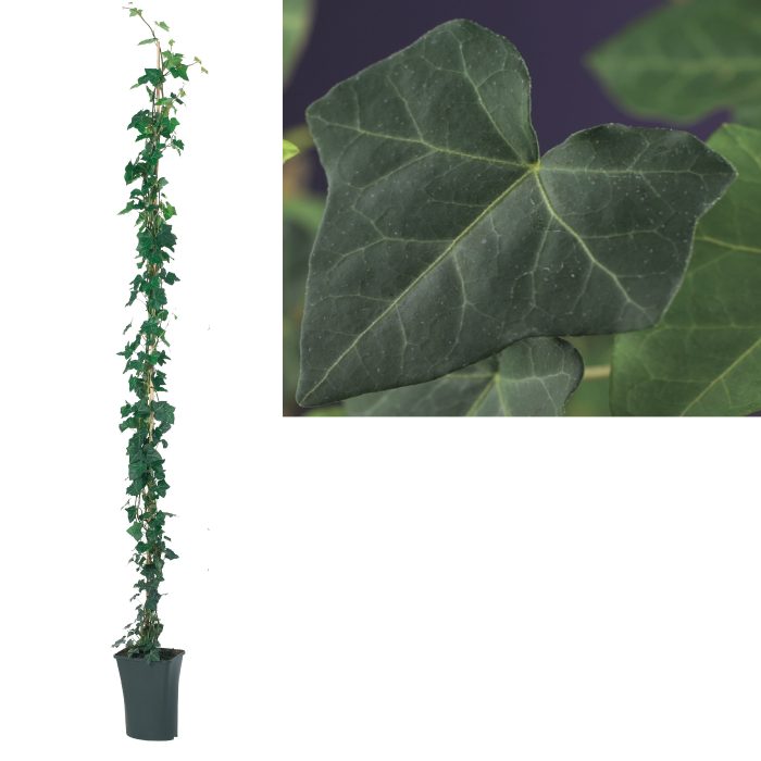 Hedera hibernica +light label, D 23