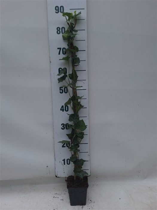 Hedera hibernica 80-100 cm, P11, D 11