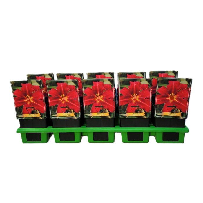 Hemerocallis 'Crimson Pirate' P11, D 11