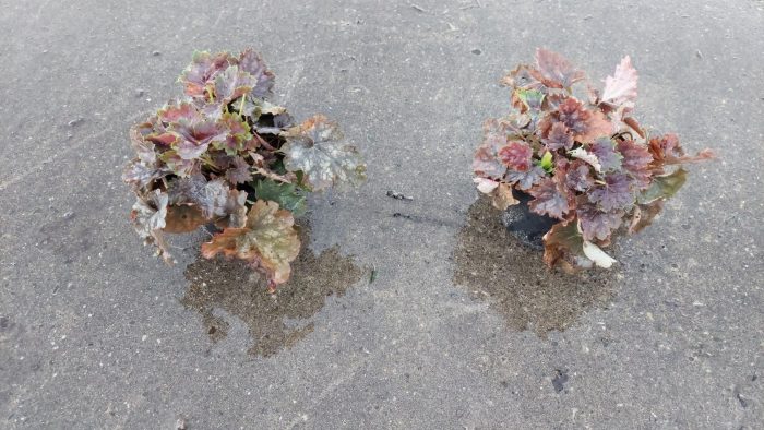 Heuchera americana 'Marvelous silver, D 13
