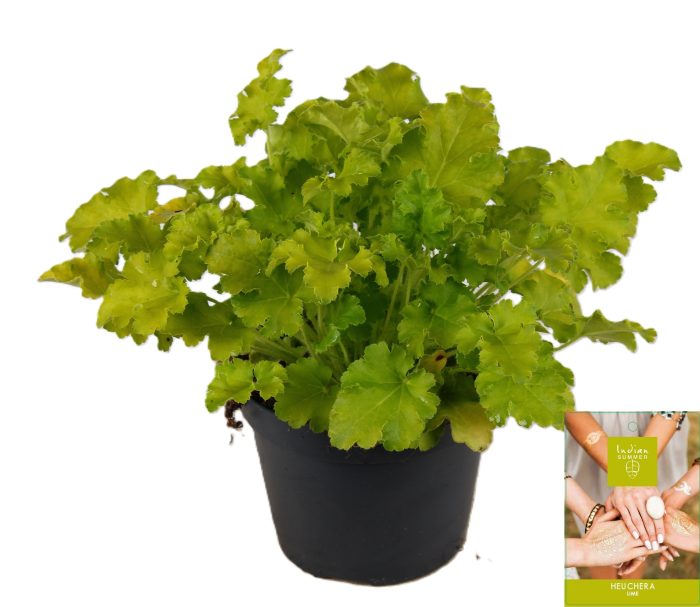 Heuchera Indian Summer Lime, D 15
