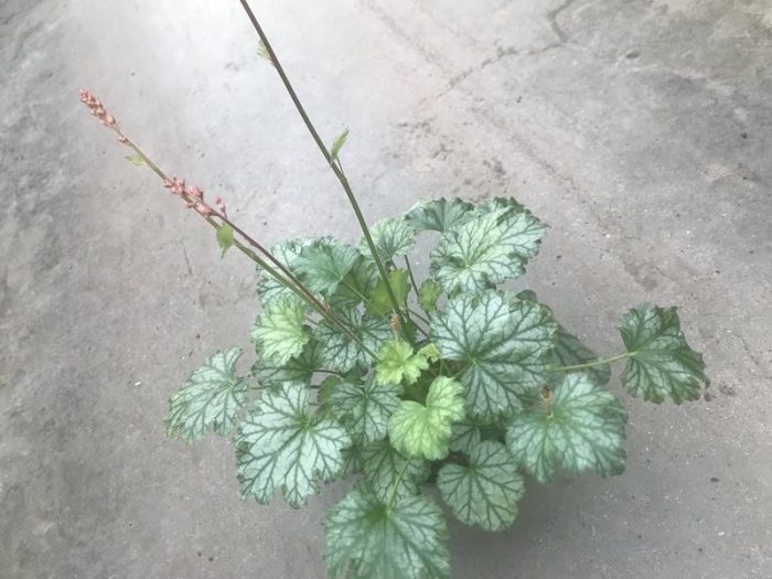 HEUCHERA-HYBRID 'PARIS', D 12