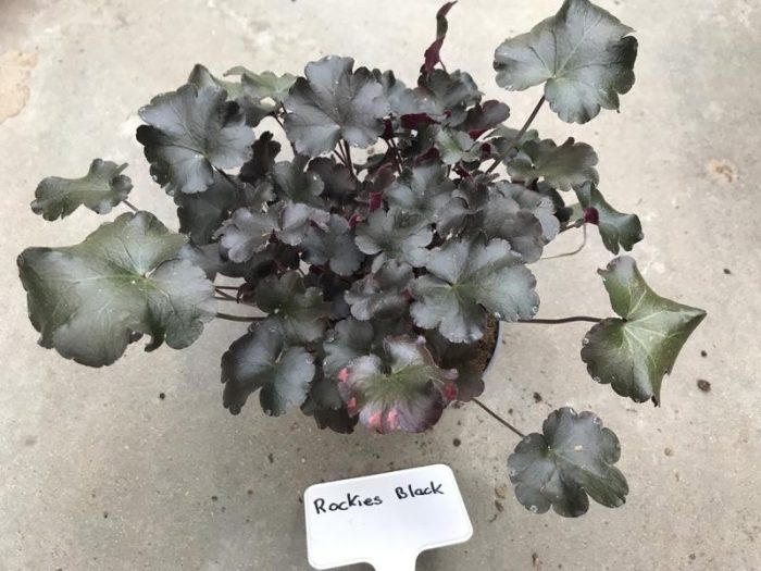 HEUCHERA-HYBRID 'ROCKIES BLACK', D 12