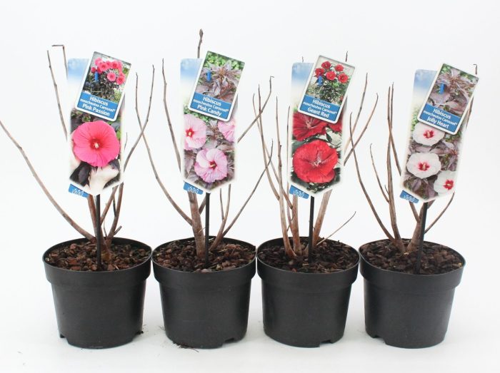 Hibiscus Carousel mix P17 (minimum order one layer), D 17
