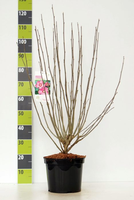 Hibiscus syr. 'Woodbridge' C 7,5, D 27