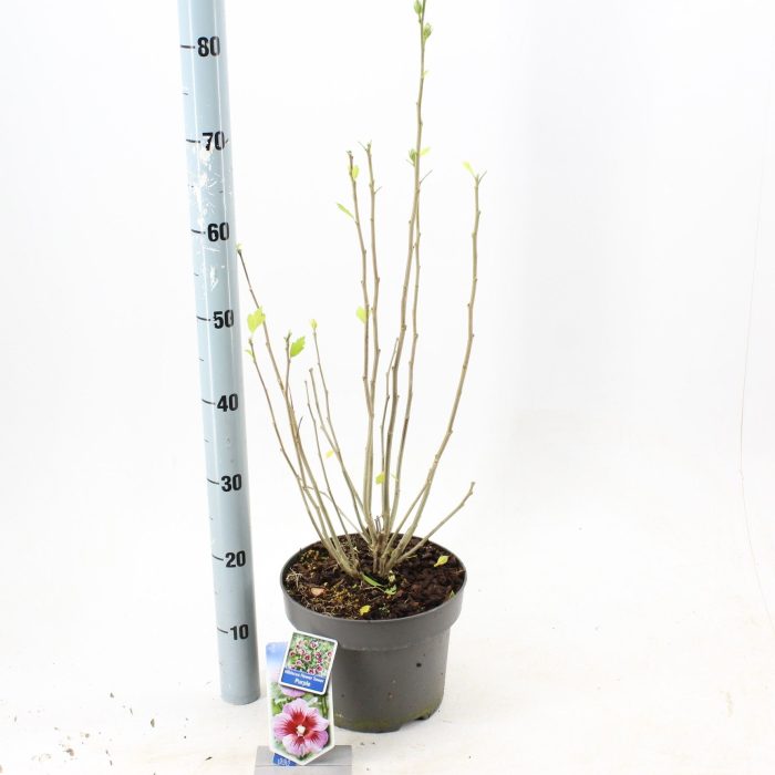 Hibiscus syr. Flower Tower Purple ('Gandini Santiago'PBR), D 23