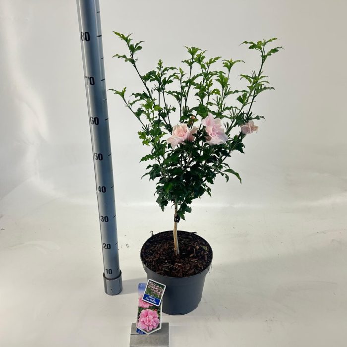 Hibiscus syr. Pink Chiffon ('Jwnwood4'PBR) -- op stam, D 23