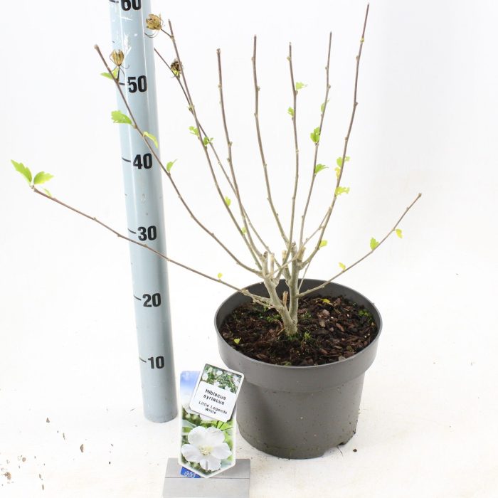 Hibiscus syriacus Little Legends White ('Woojeon'PBR), D 23
