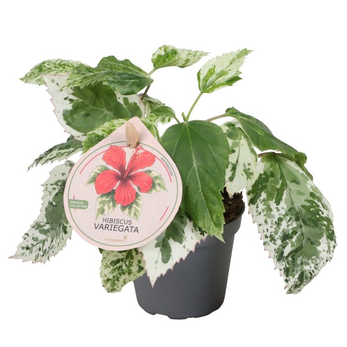 Hibiscus Varigata 6 cm, D 6