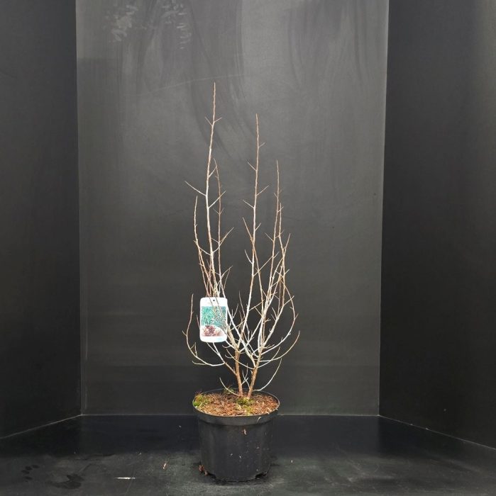 Hippophae rhamnoides Pollmix, D 23
