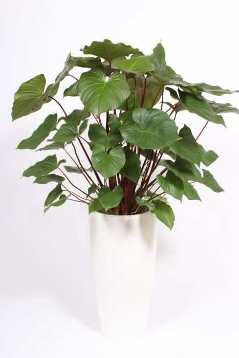 Homalomena 'Maggy' in Santorini pot "wit", D 33