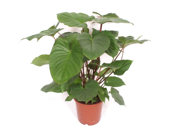 Homalomena rubescens Maggy, D 24