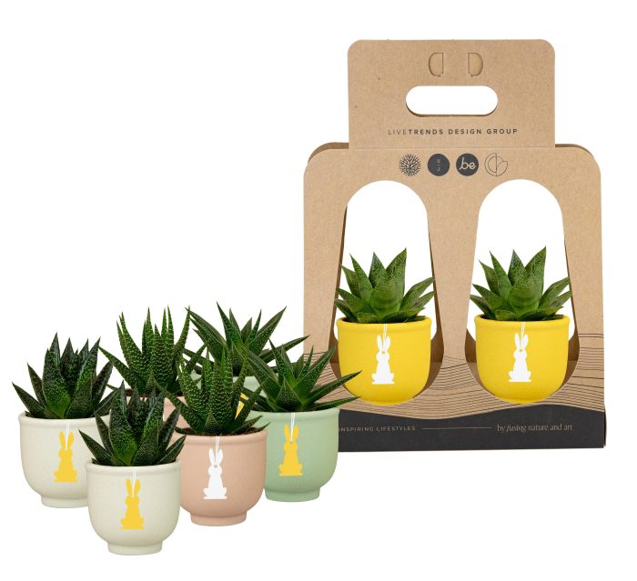 Hopper in Recycle Giftbox with Succulent, D 6