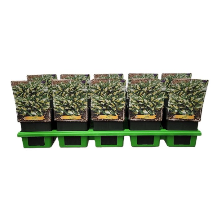 Hosta 'Revolution' P11, D 11