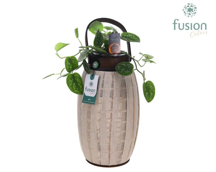 Houten Lantaarn met Scindapsus met 12 LED verlichting batterij, D 23