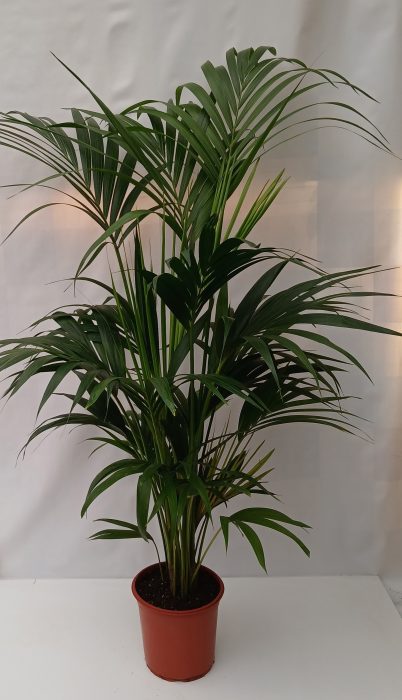 howea, D 24