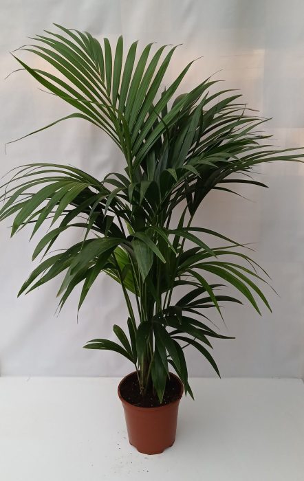 howea, D 21