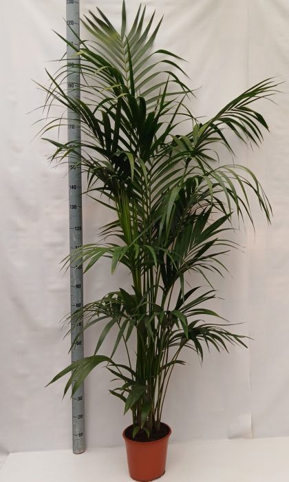 howea, D 24
