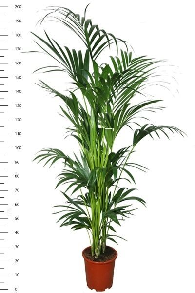 Howea, D 27
