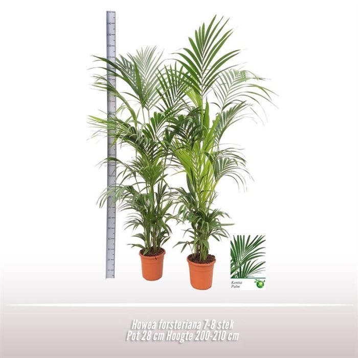 Howea forsteriana, D 28