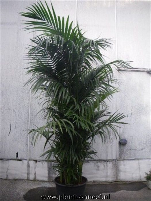 Howea forsteriana, D 50