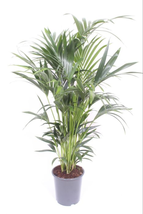 Howea forsteriana 10 per pot, D 27