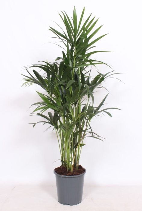 Howea forsteriana 10 per pot, D 27