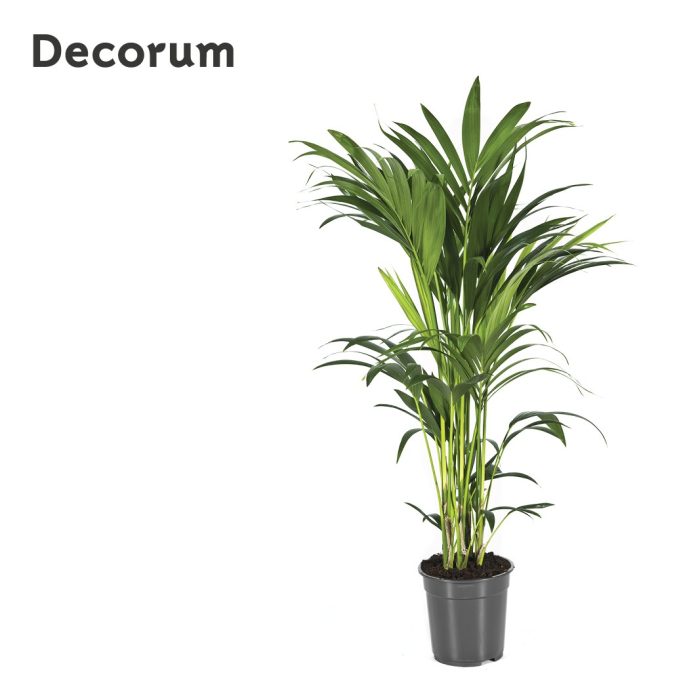 Howea forsteriana 110cm (Kentia) Decorum, D 21