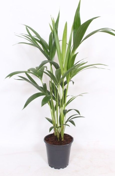 Howea forsteriana 4 per pot, D 17