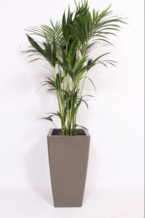 Howea Forsteriana in Piza pot "taupe", D 33