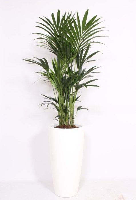Howea Forsteriana in Santorini pot "wit", D 40