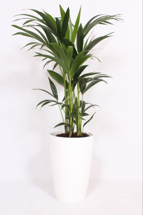 Howea Forsteriana in Santorini pot "wit", D 29