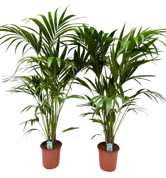 Howea forsteriana P24 H160, D 24