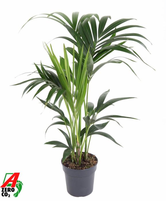 Howea Forsteriana(kentia) P17-80, D 17