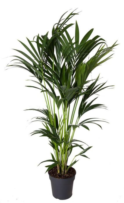 Howea Forsteriana(kentia) P24-130, D 24
