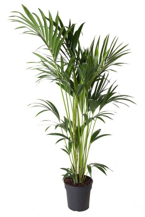 Howea Forsteriana(kentia) P24-150, D 24