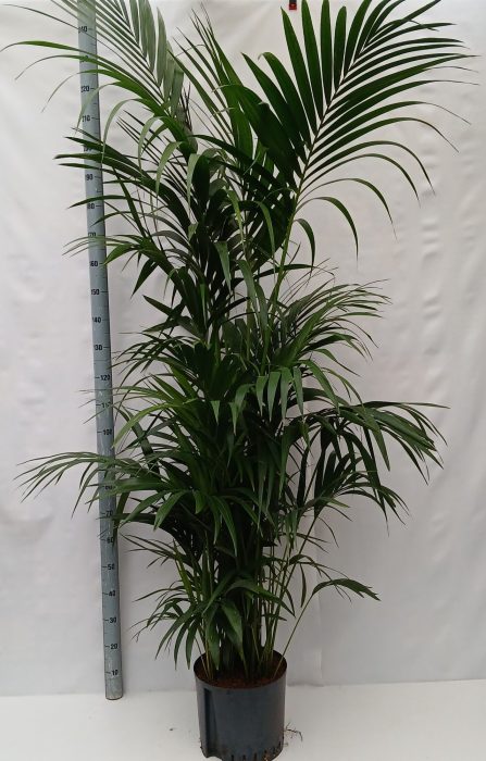 Howea hydro, D 32
