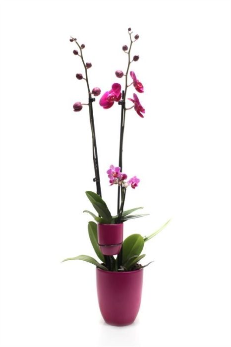 Hugo p12 cyclame Phal purple 2T+ Tiny Dolls purple 1T, D 12