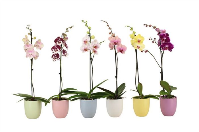 Hugo p12 mix pastel Phal mix 1T09+, D 12