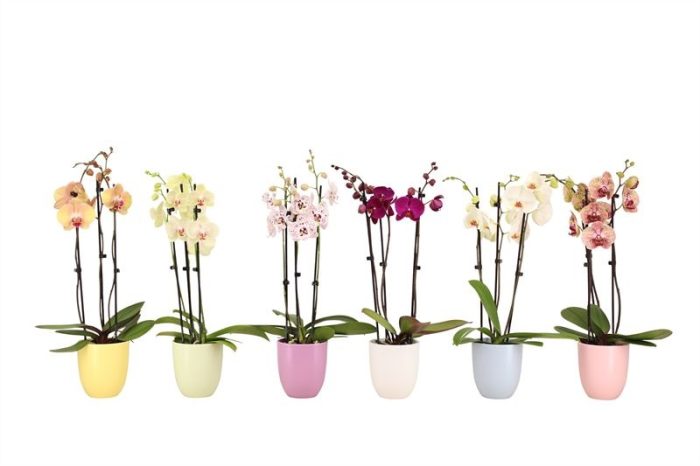 Hugo p12 mix pastel Phal mix 3T18+, D 12